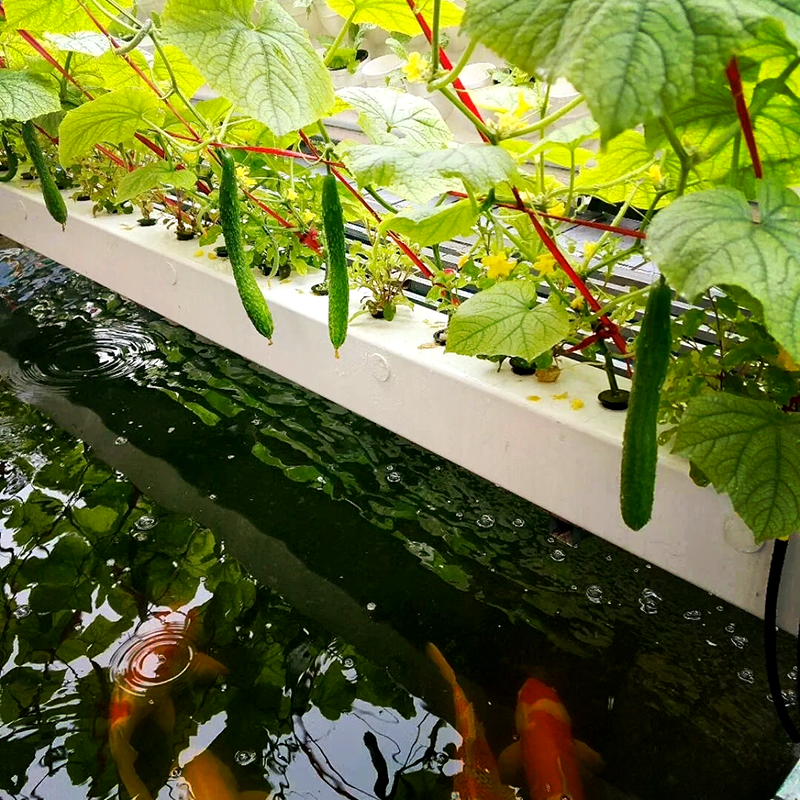 图木舒克市玻璃大棚鱼菜共生 - 推荐